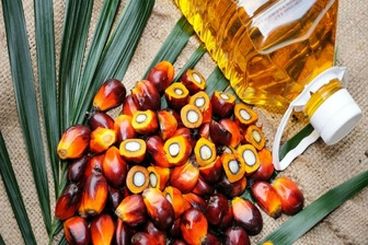 «روغن نخل» چیست و چه مصارفی دارد؟