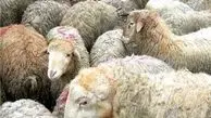 تعیین ۲۹ مرکز عرضه بهداشتی دام در روز عرفه و عید قربان