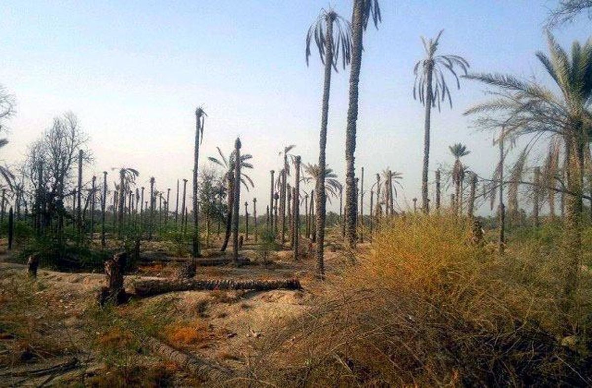 مرگ کارون، نابودی نخلستان، خفگی خوزستان/ نسل‌های بعد شیرینی خرمای اهواز را نخواهند چشید