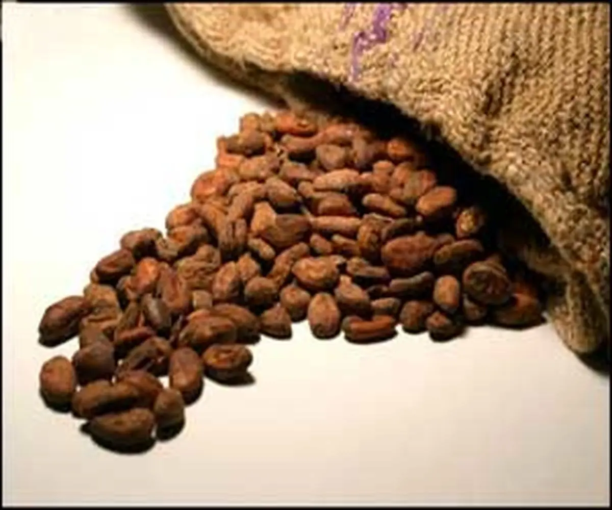 کاکائو هم مهندسی ژنتیک شد