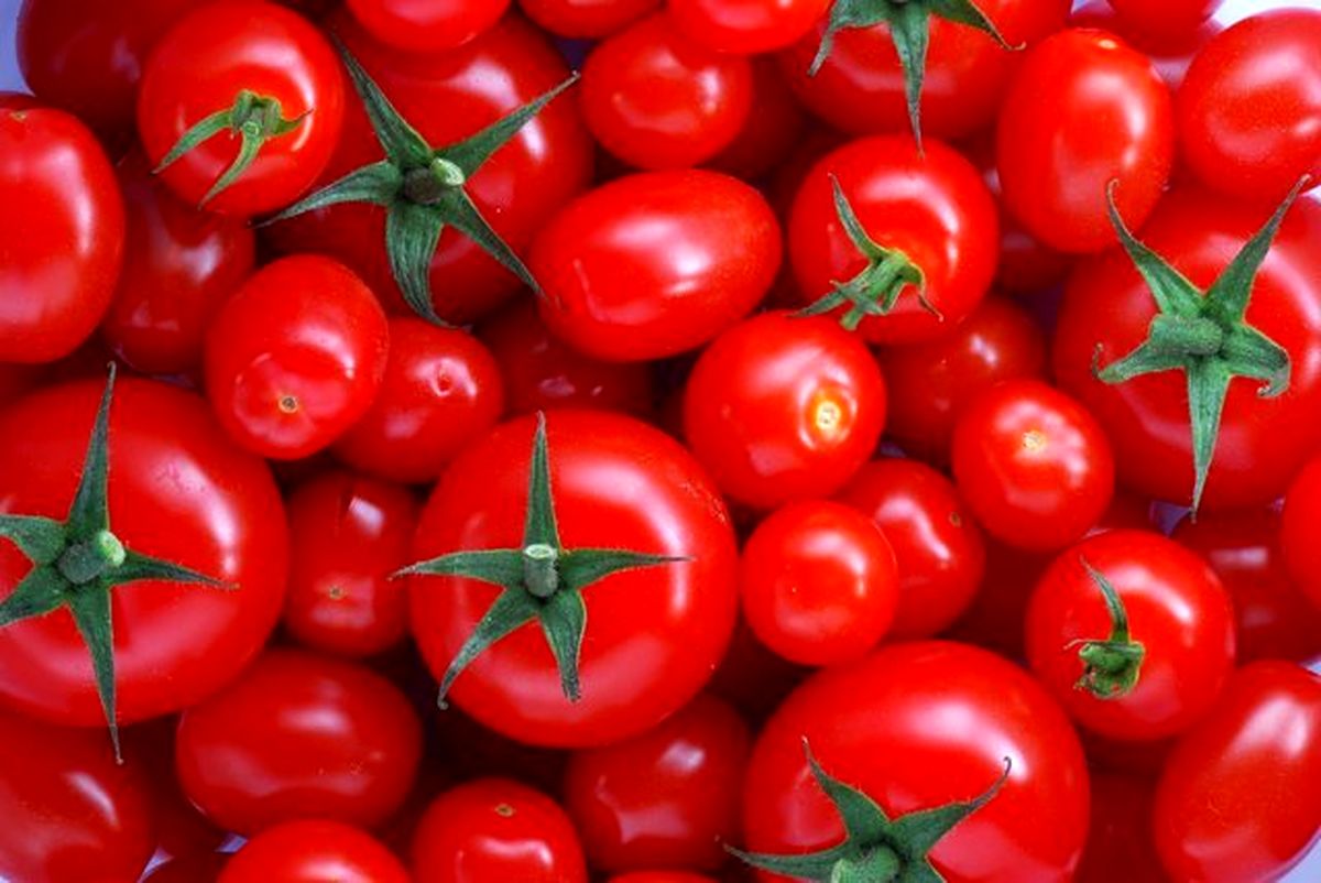 علت افزایش ناگهانی قیمت گوجه فرنگی چیست
