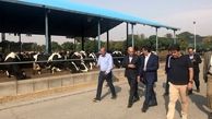 افزایش 40 درصدی قیمت تولید محصولات گاوداری در تابستان