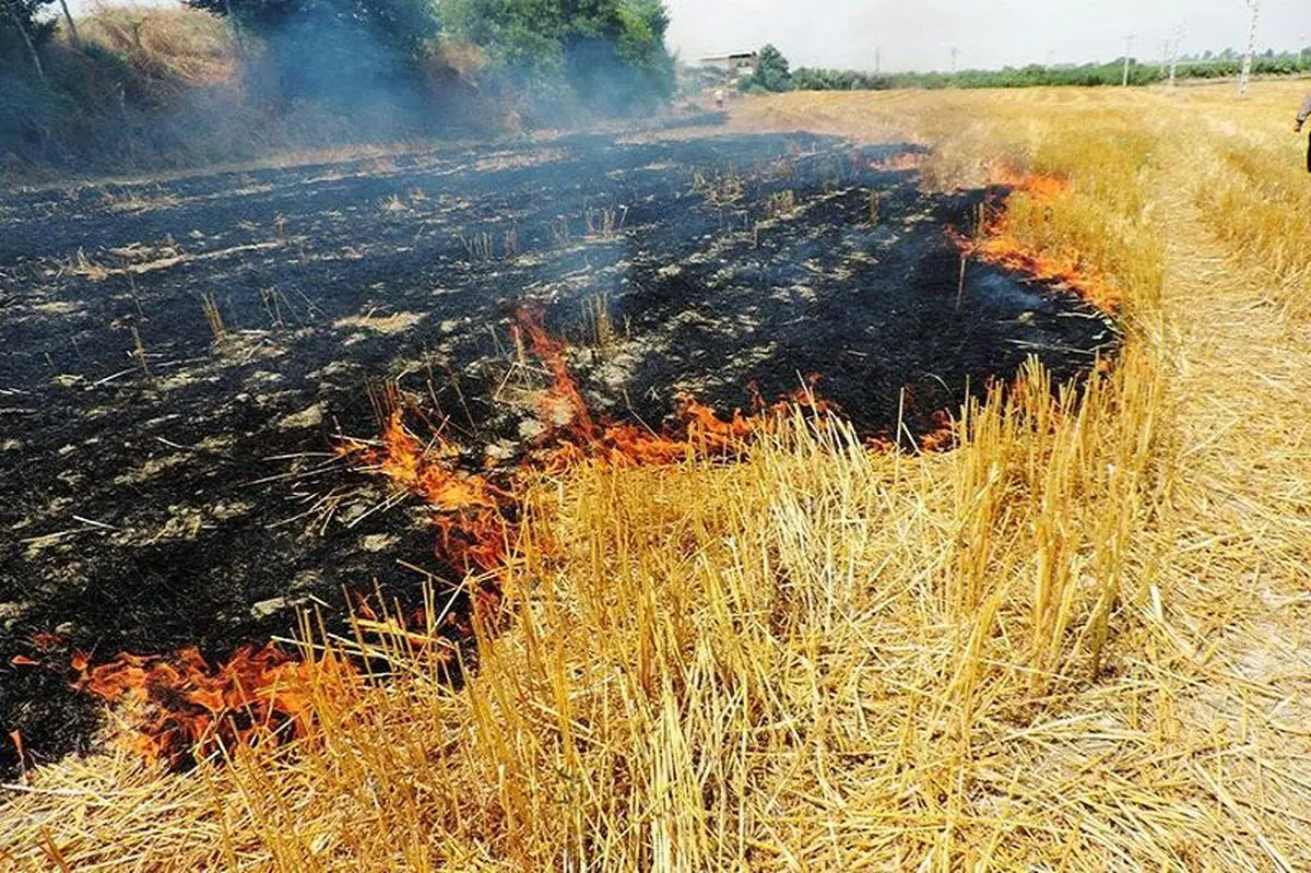 سوزاندن عمدی کاه و کلش مزارع دو سال حبس دارد