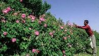 برداشت گل محمدی در مهریز آغاز شد