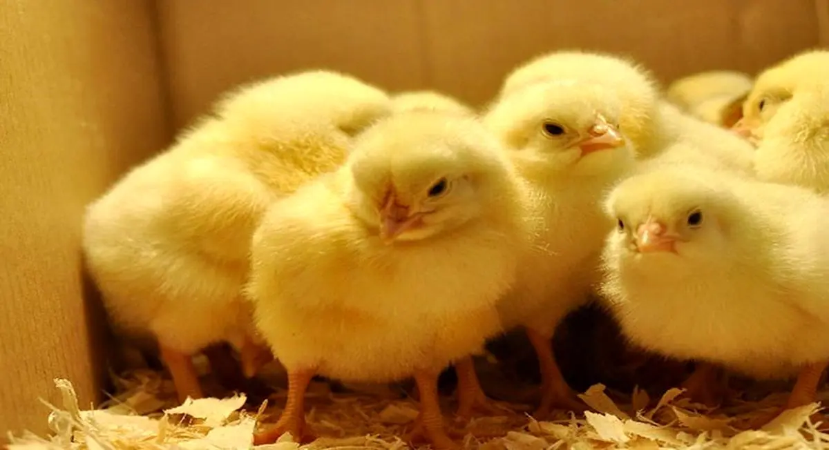 افزایش قیمت جوجه به ۱۲ هزار تومان / نظارتی بر بازار وجود ندارد