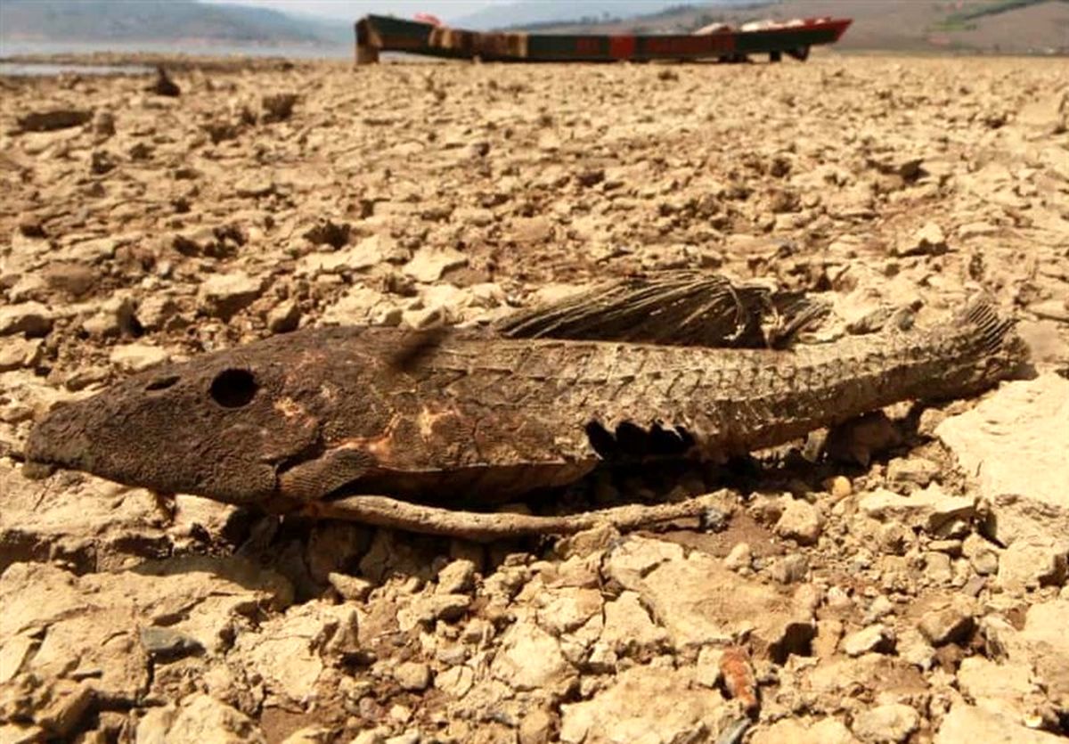 ال‌نینوی ۲۰۱۹ در راه است