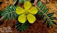خواص شگفت انگیز عرق خارخاسک برای سلامتی انسان !