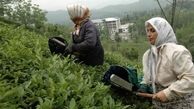 چای به روایت دولت تدبیر / سهم دلال چای ۱۳۳ برابر سهم کشاورز!؟