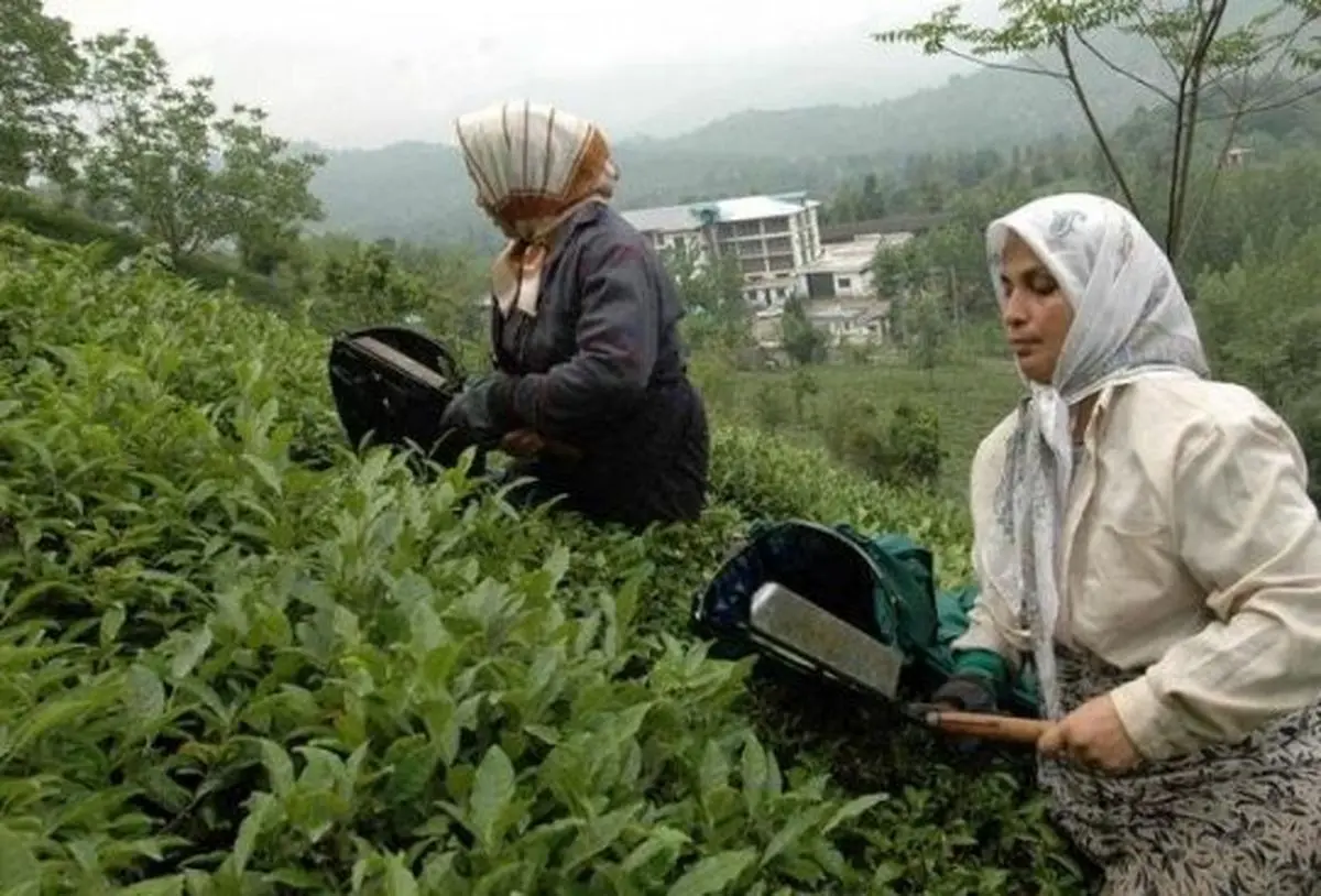 چای به روایت دولت تدبیر / سهم دلال چای ۱۳۳ برابر سهم کشاورز!؟