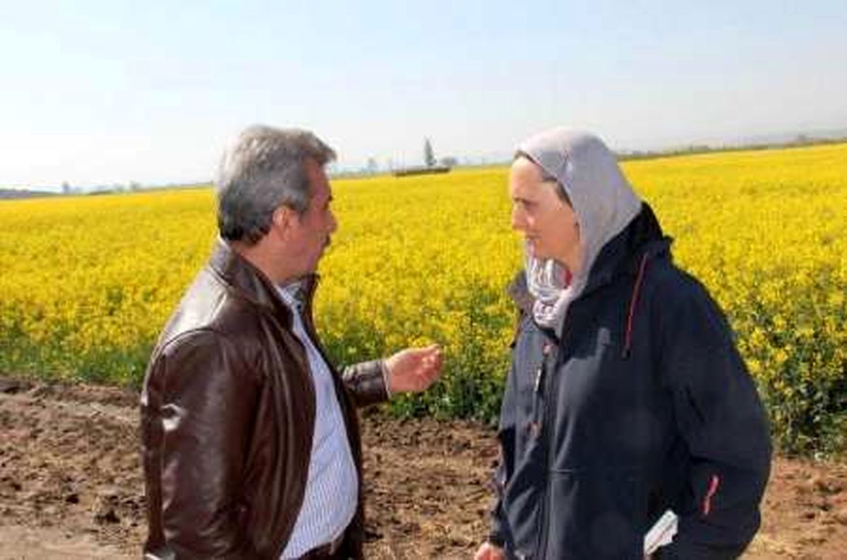 ایران بهترین اقلیم را برای کشت کلزا دارد