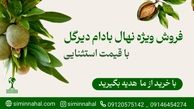 فروش ویژه نهال بادام دیرگل