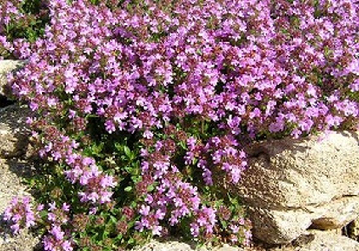 جوش درمانی با آویشن