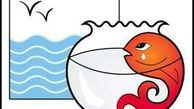 روش نگهداری ماهی قرمز عید 