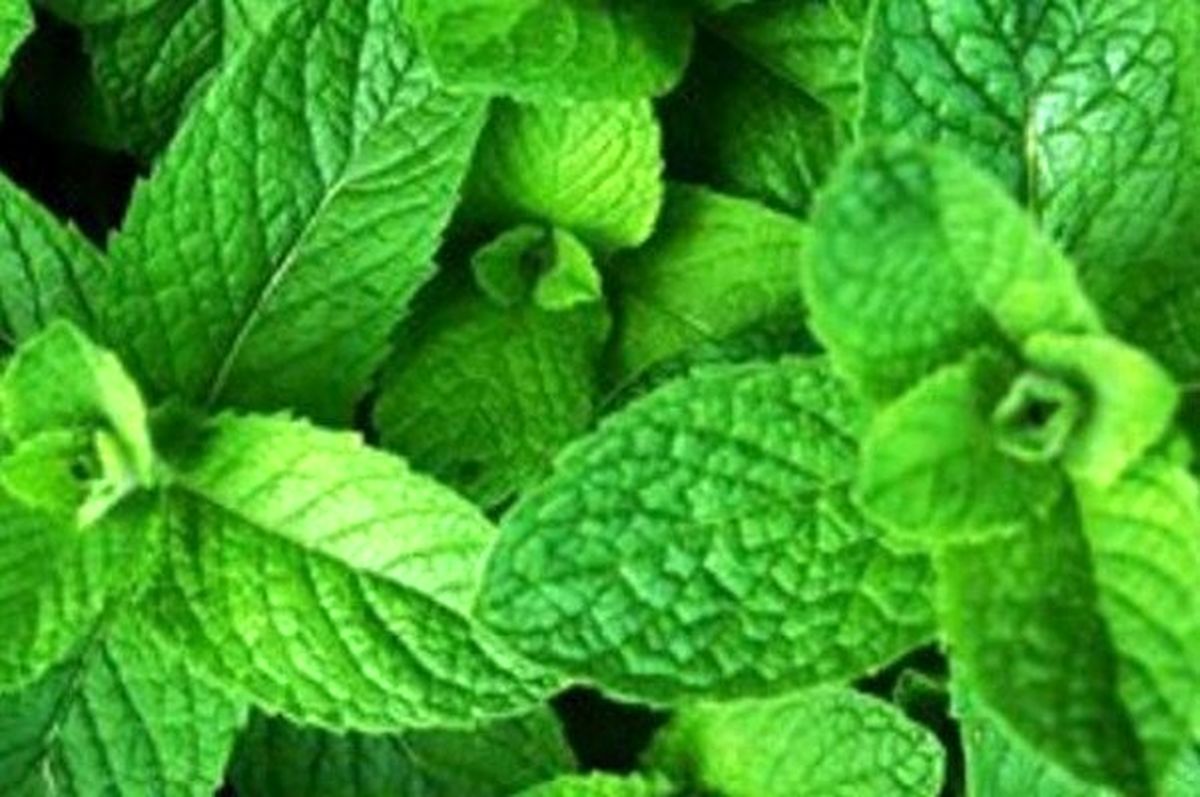 برای تقویت حافظه از این نوشیدنی استفاده کنید
