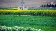 گیاهی که روغن آن را می‌خوریم