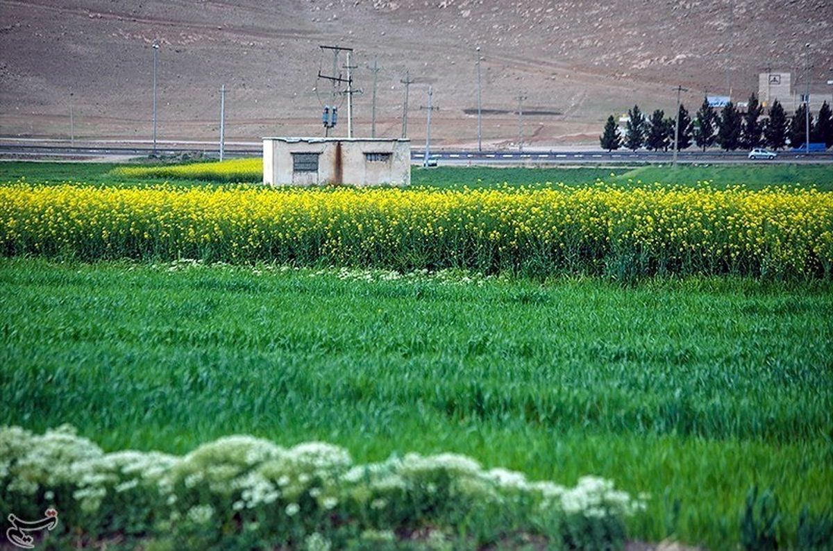 گیاهی که روغن آن را می‌خوریم