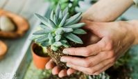 نحوه عوض کردن خاک گلدان | بهترین زمان ؛ بهترین خاک