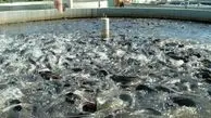 خرید و فروش یک ماده شیمیایی در مزارع پرورش ماهی/ قزل‌آلا با طعم خطرناک «مالاشیت گرین»
