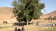درخت گردوی ۳۷۰ ساله الیگودرز را ببینید