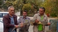 کشف کروکدیل از رستورانی در کرج+عکس