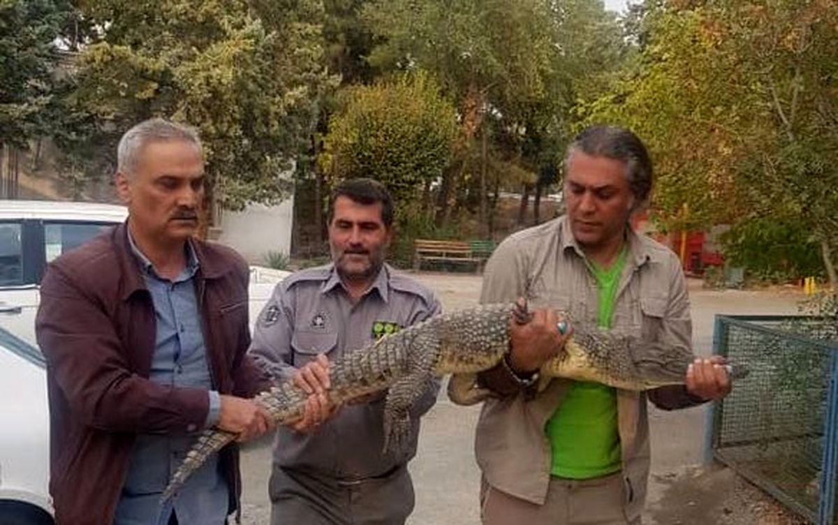 کشف کروکدیل از رستورانی در کرج+عکس