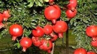 چگونه درخت انار را در گلدان پرورش دهیم