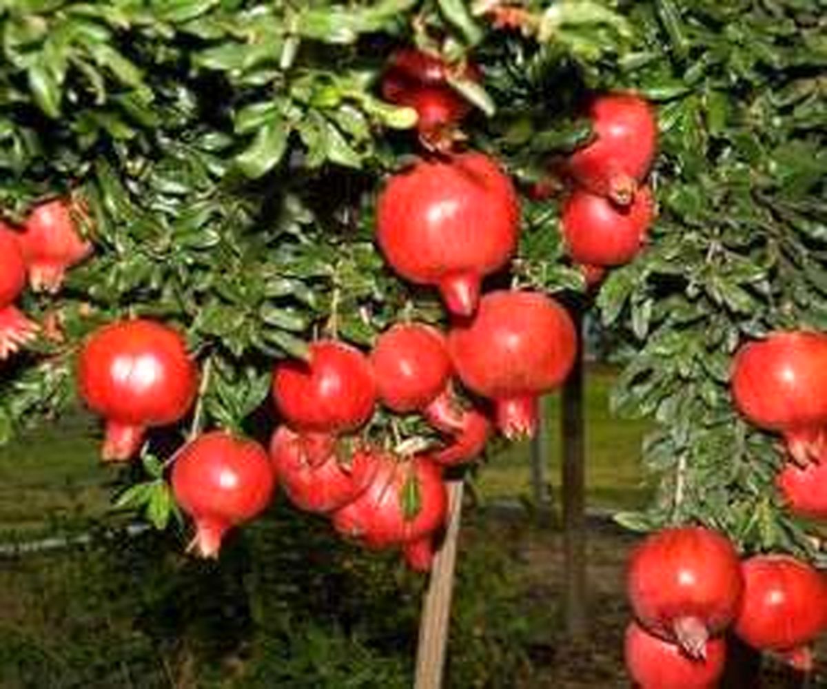 چگونه درخت انار را در گلدان پرورش دهیم