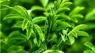 خواص دارویی گیاه «شیرین بیان» 