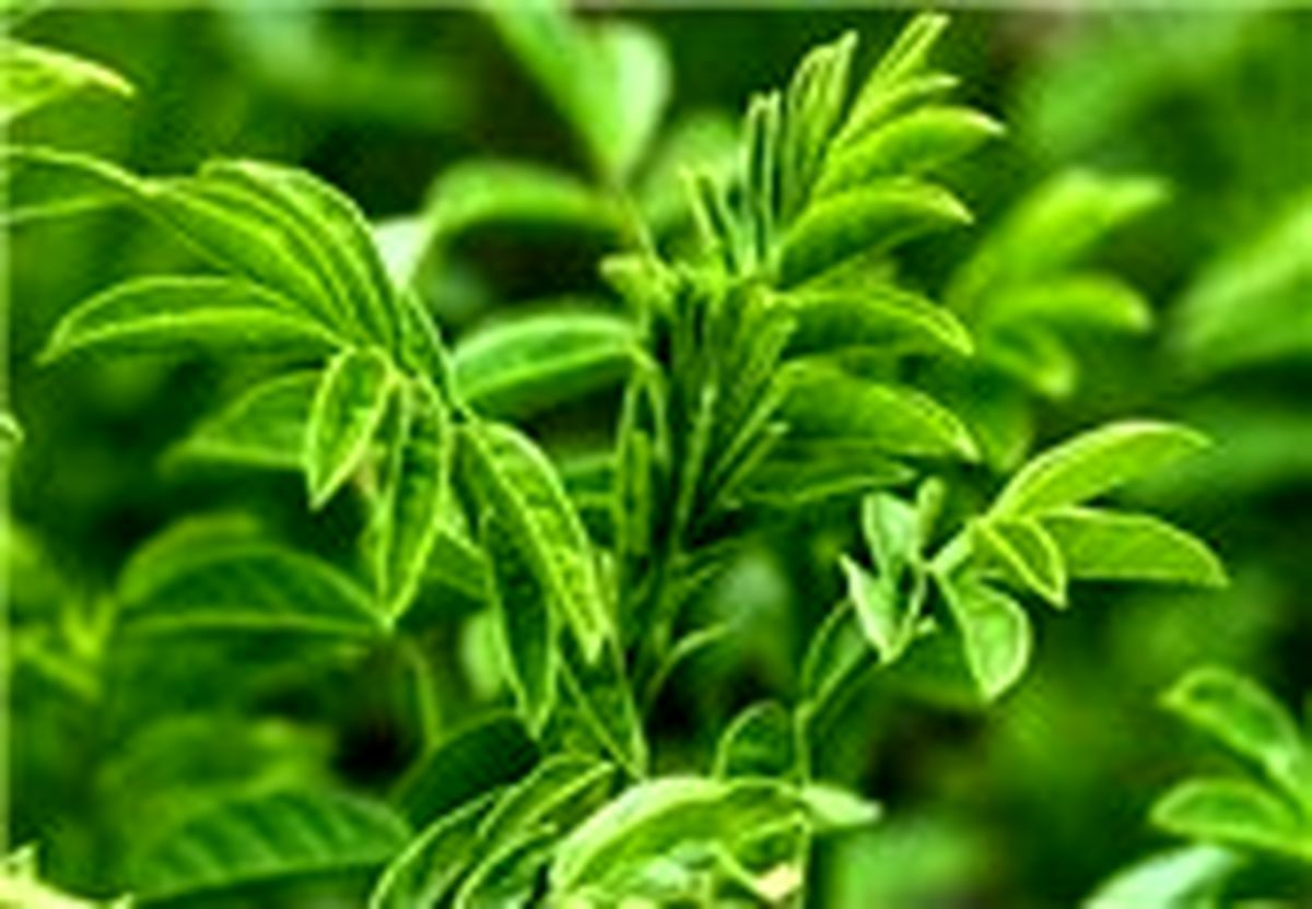 خواص دارویی گیاه «شیرین بیان» 