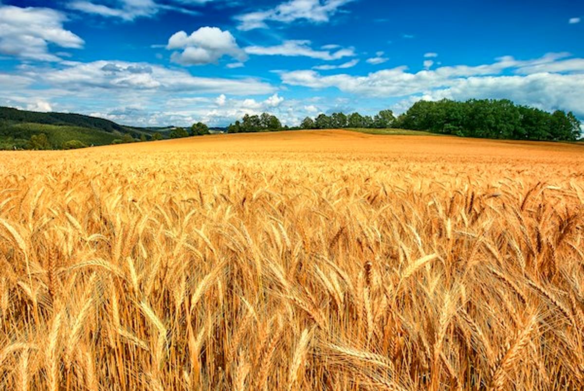 طرح قرارداد مزرعه مزیت های فراوانی دارد