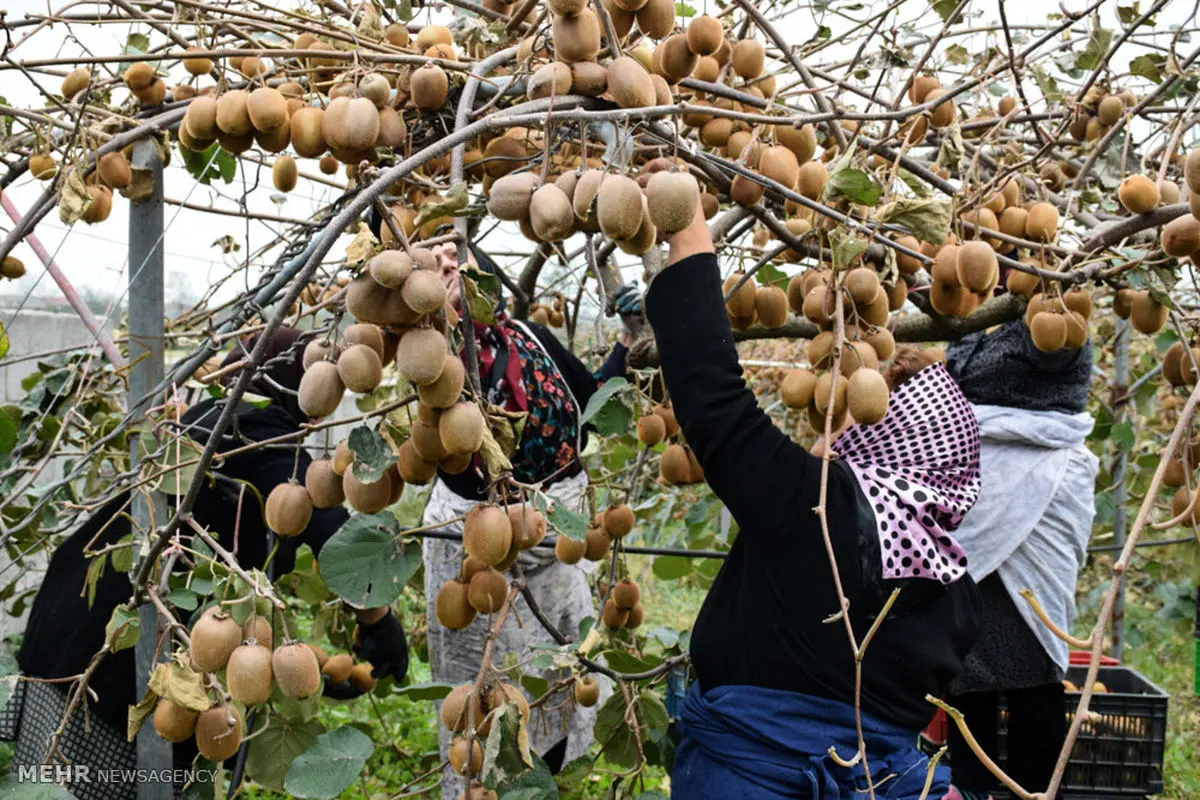 نیازی به واردات میوه نداریم