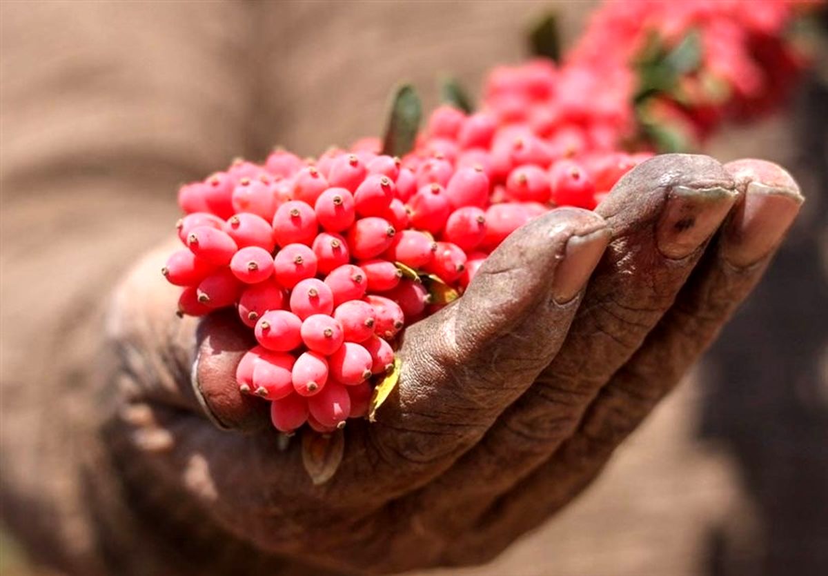 بیش از 377 میلیارد تومان نصیب زرشک‌کاران خراسان جنوبی شد