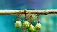 عملی که روزی انسان را زیاد می‌کند
