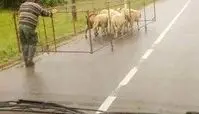  عکس جالب و بامزه به شرط خنده
