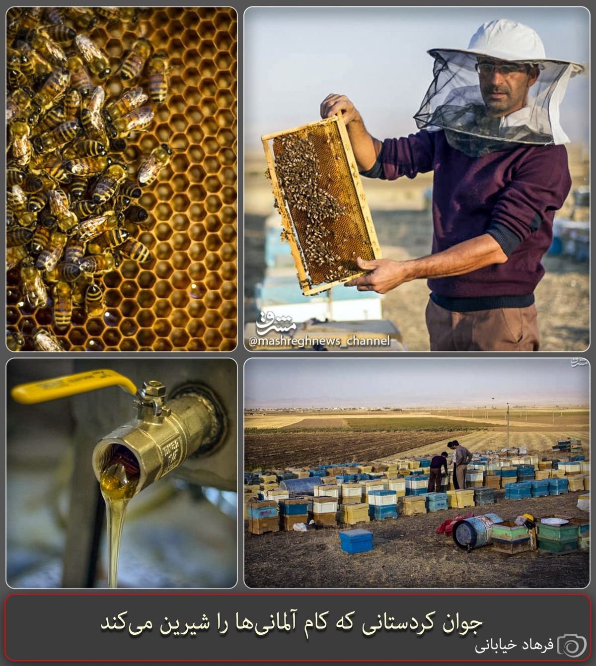 صادرات عسل کشاورزان با کمک بسیج سازندگی