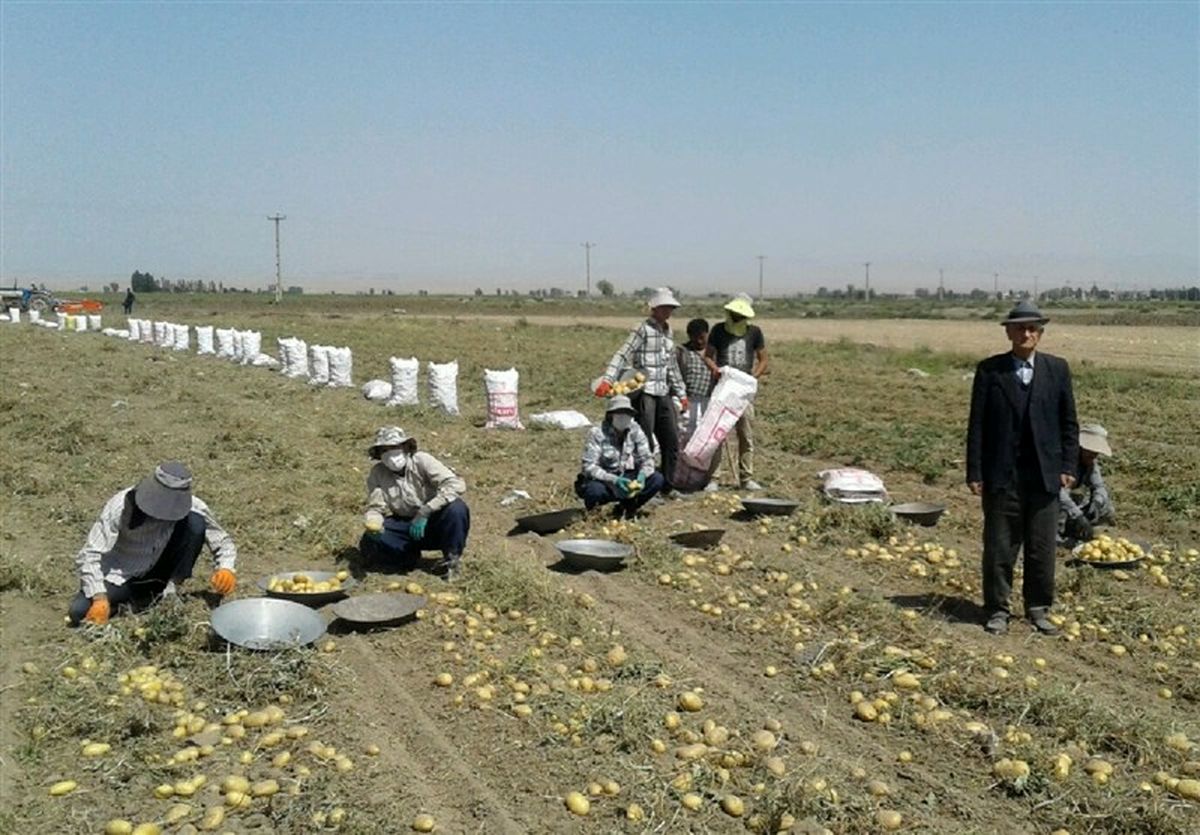 برداشت سیب زمینی از مزارع اردبیل به روایت تصویر