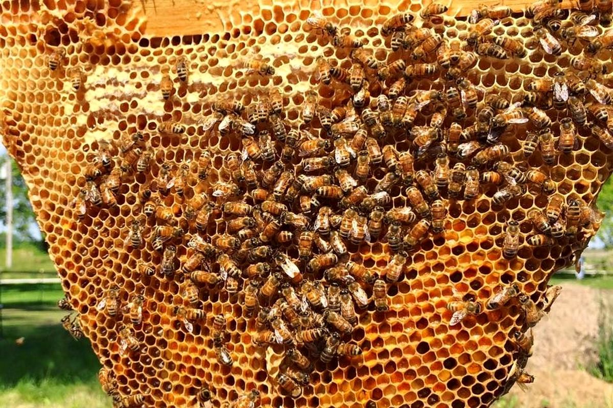 رشد 12 درصدی تولید عسل در  سیستان و بلوچستان