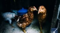 قرارداد اجاره مرغداری مطابق با چه قوانینی نوشته می‌شود؟