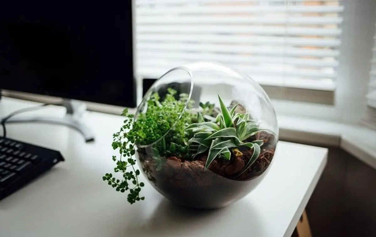 با این  گیاهان امواج مضر وای فای را جذب کنید