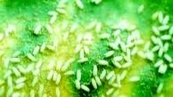 مگس‌های پایتخت‌نشین یک شبه پروانه شدند