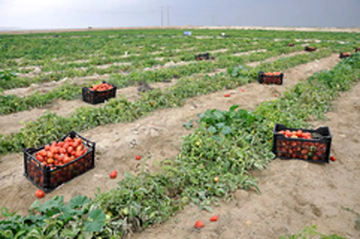 آبیاری مزارع ۱۱ استان کشور با فاضلاب خام