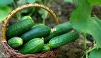 رژیم لاغری با خیار فقط در 7 روز !