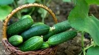 رژیم لاغری با خیار فقط در 7 روز !