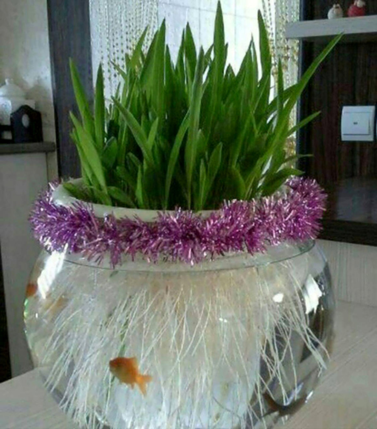 آموزش کاشت ذرت سبزه