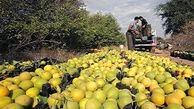 زنگ خطر ضایعات محصولات کشاورزی به صدا درآمد 