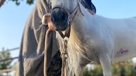 اسب پونی نازنین بیاتی + عکس