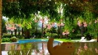 گربه جیبی نیما شاهرخ شاهی!