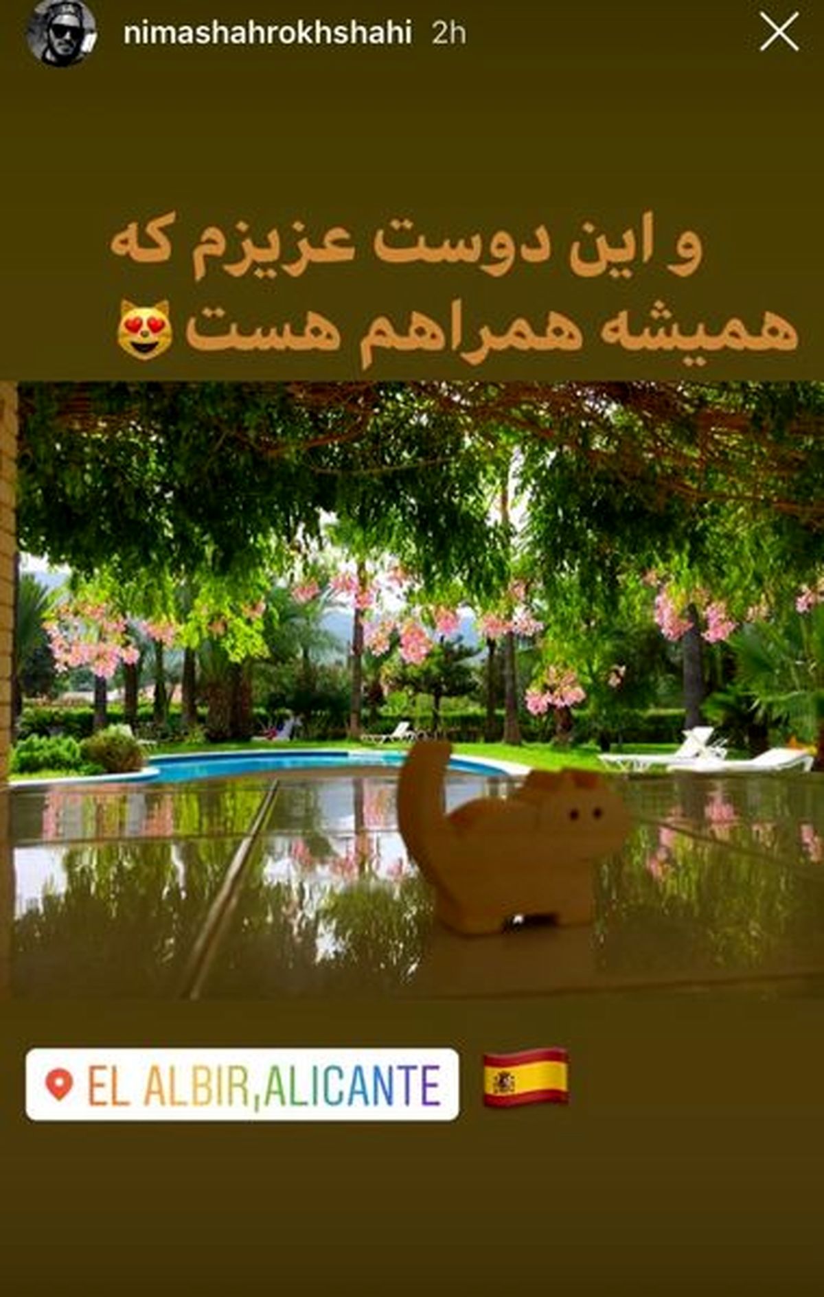 گربه جیبی نیما شاهرخ شاهی!