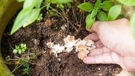 معجزه تخم مرغ برای تقویت گل و گیاه + فرمول ساخت کود