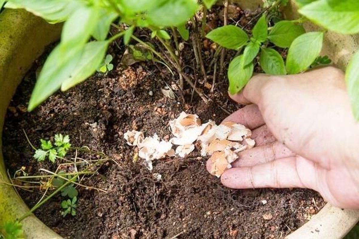 معجزه تخم مرغ برای تقویت گل و گیاه + فرمول ساخت کود